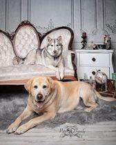 Kate Porte murale Vintage Gris Toile de fond pour la photographie - Kate Backdrop FR