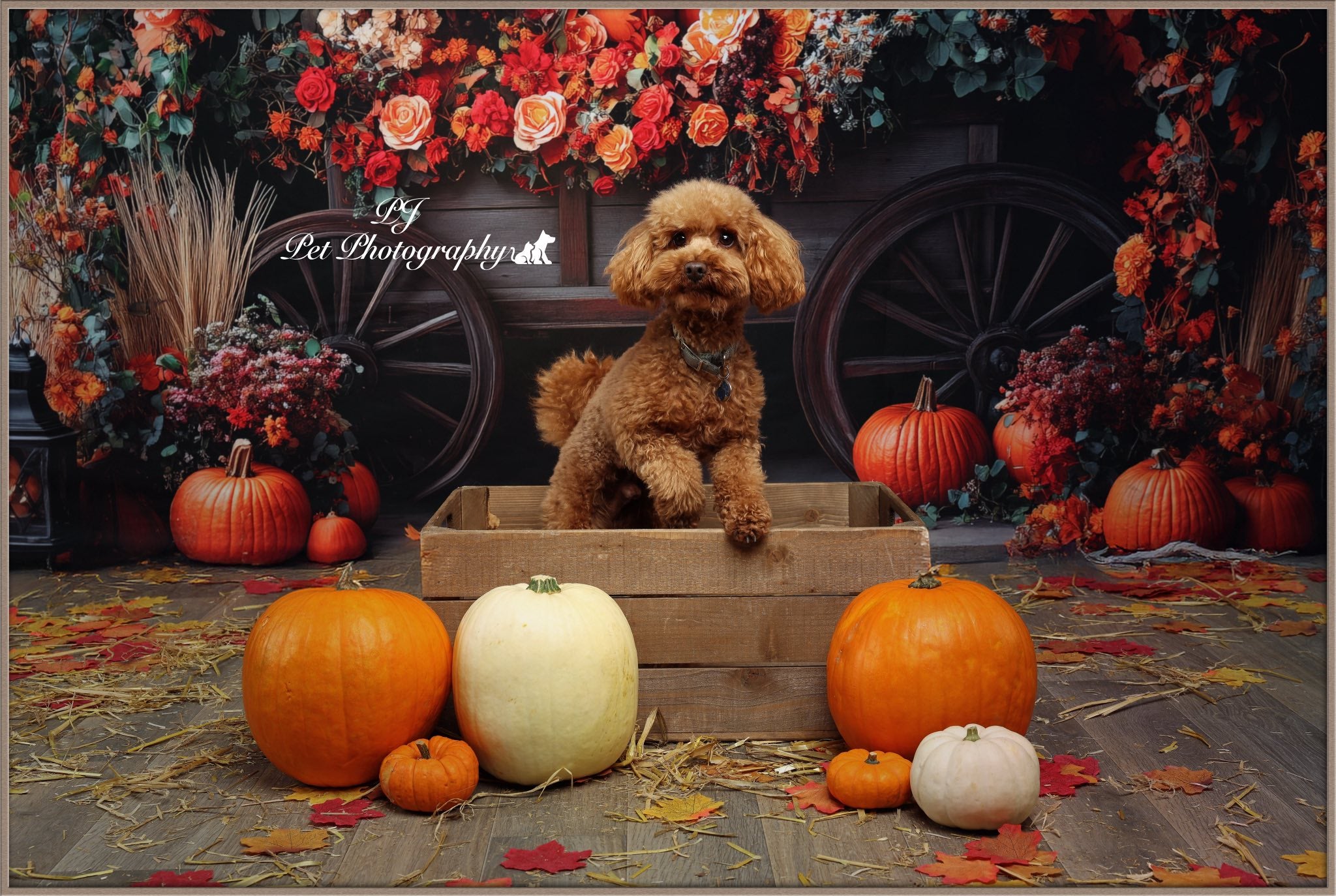 Kate Automne Fleur Arche Citrouille Toile de fond conçue par Patty Roberts - Kate Backdrop FR