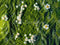 Kate Fleurs Herbe Sol Toile de fond conçue par Mini MakeBelieve