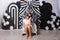 Kate Anniversaire Noir Blanc Nœud Ballons Toile de fond conçu par Ashley Paul - Kate Backdrop FR