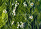 Kate Fleurs Herbe Sol Toile de fond conçue par Mini MakeBelieve