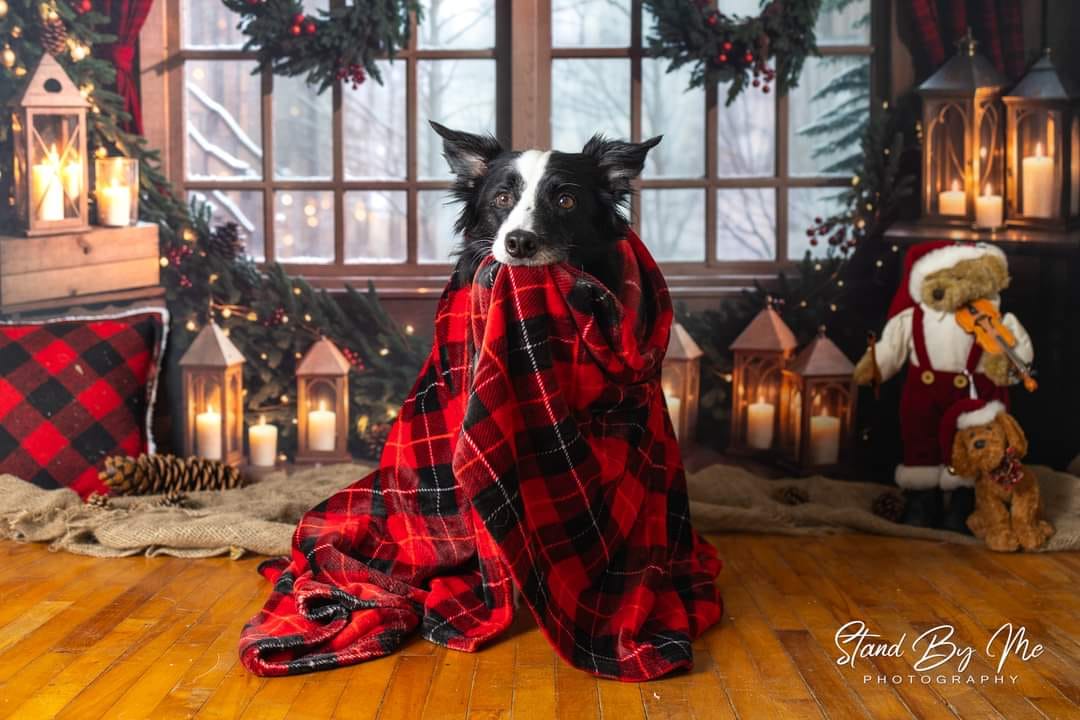 Offres Éclair #2 Kate Hiver Noël Intérieur Couronne Rideau Fenêtre Toile de fond conçue par Emetselch - Kate Backdrop FR
