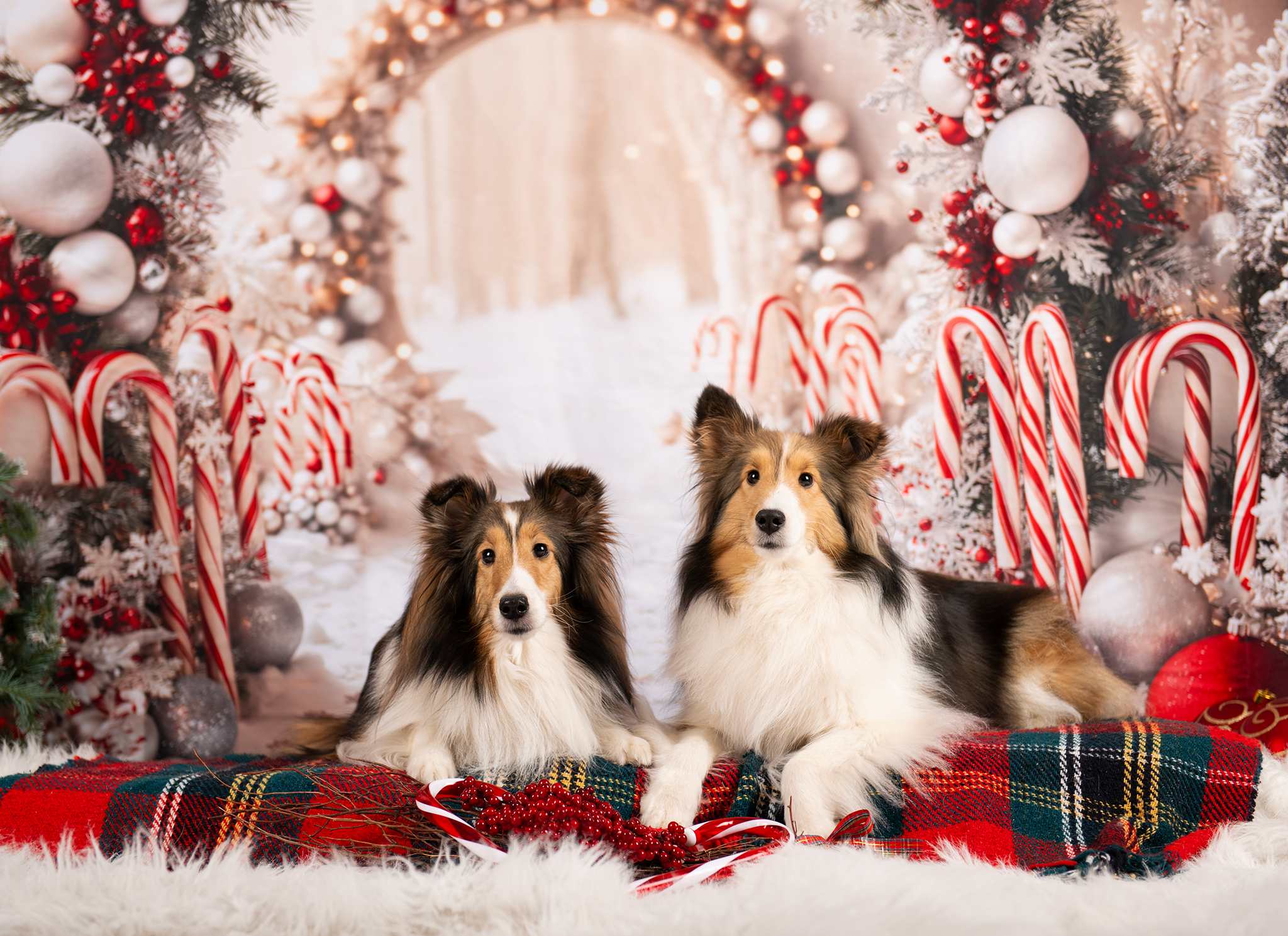 Kate Noël Canne à sucre Arche Neige Décors Toile de fond conçue par Emetselch