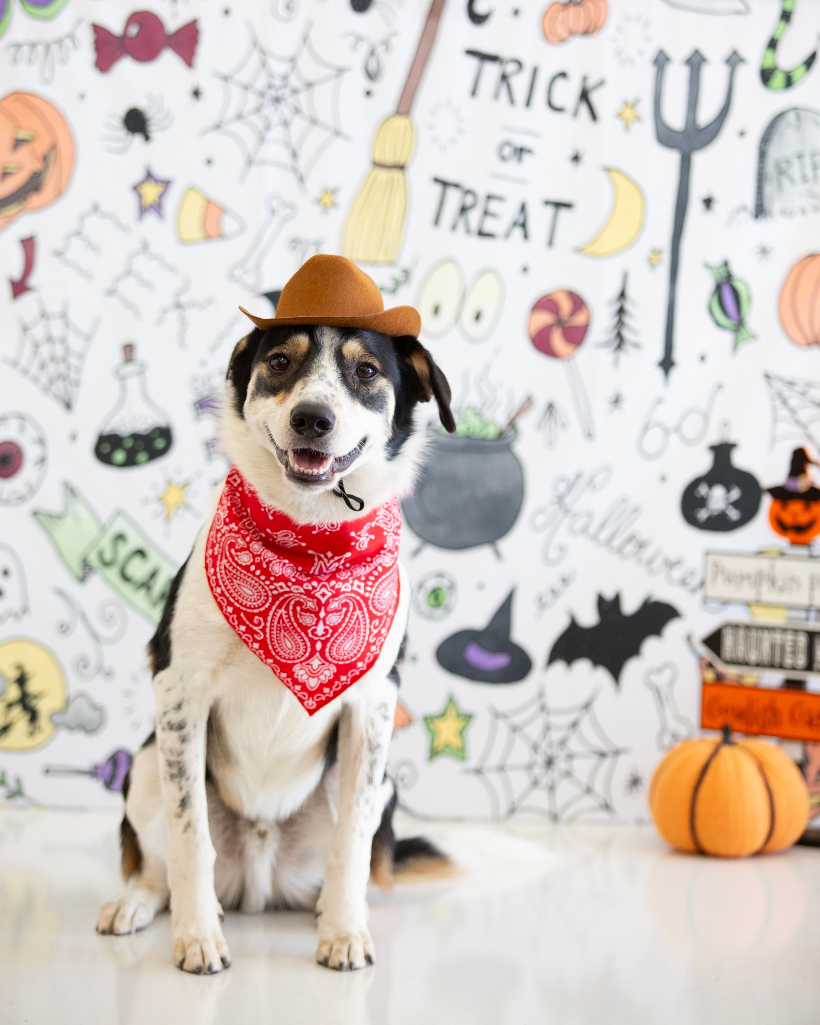 Kate Couleur Halloween Doodles Toile de fond conçue par Mandy Ringe - Kate Backdrop FR