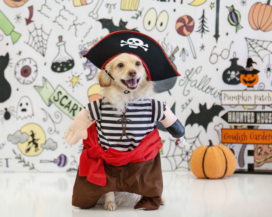 Kate Couleur Halloween Doodles Toile de fond conçue par Mandy Ringe - Kate Backdrop FR