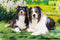 Kate Printemps Forêt Herbe Fleurs Prairie Toile de fond conçue par Emetselch - Kate Backdrop FR