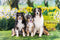 Kate Printemps Forêt Herbe Fleurs Prairie Toile de fond conçue par Emetselch - Kate Backdrop FR