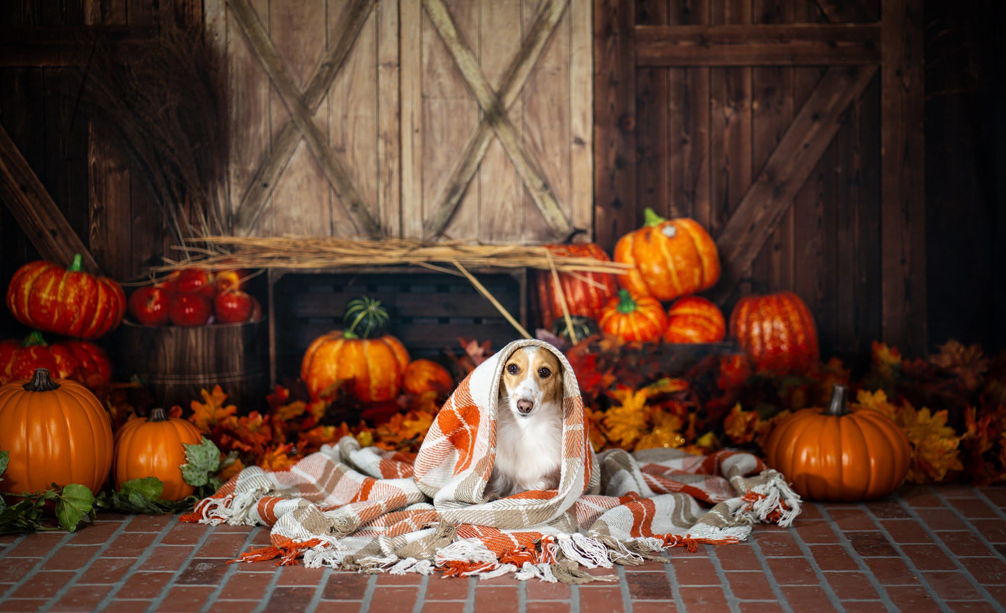 Kate Citrouille Automne Halloween Toile de fond conçue par Emetselch - Kate Backdrop FR