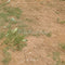 Kate Herbe Sèche Terre Sol Toile de fond conçue par kate image - Kate Backdrop FR