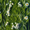 Kate Fleurs Herbe Sol Toile de fond conçue par Mini MakeBelieve