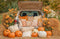 Kate Automne Citrouilles Voiture Foin Toile de fond en Laine conçue par Emetselch - Kate Backdrop FR
