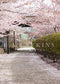 Kate Cerisier Floraison Rose Route Printemps Toile de fond conçue par Erin Larkins - Kate Backdrop FR