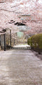 Kate Sweep Mur-à-Sol Cerisier Floraison Rose Route Printemps Toile de fond conçue par Erin Larkins - Kate Backdrop FR
