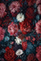 Kate Été Beaux-Arts Tropical Fleurs Portrait Rouge Toile de fond conçue par GQ - Kate Backdrop FR