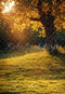 Kate Automne Arbre Doré Coucher de soleil Toile de fond conçue par Emetselch - Kate Backdrop FR