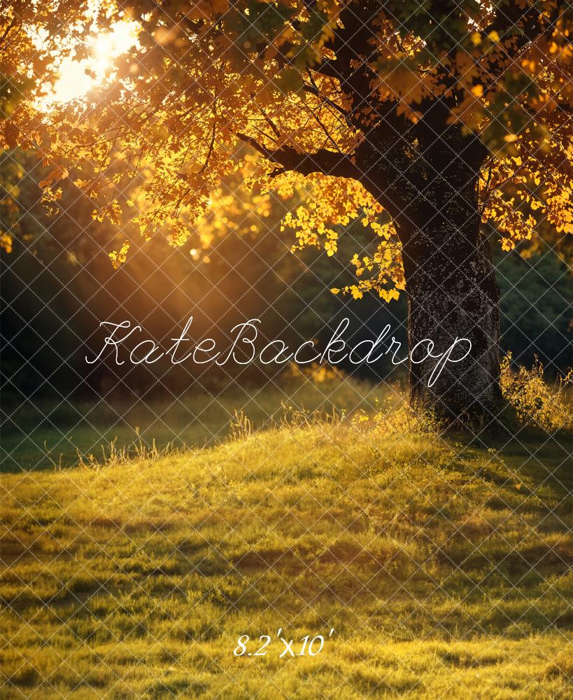 Kate Automne Arbre Doré Coucher de soleil Toile de fond conçue par Emetselch - Kate Backdrop FR