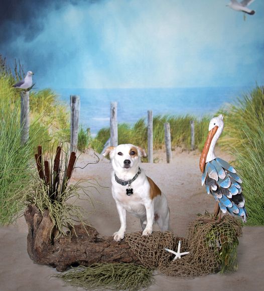 Kate Chemin Plage Pigeon Herbe Vert Toile de fond Conçu par Chrissie Green - Kate Backdrop FR