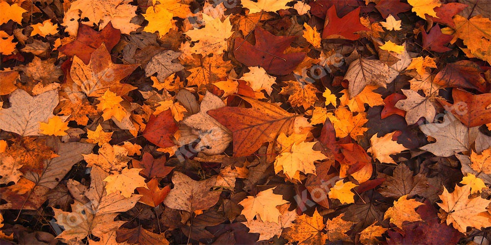 Kate Automne Feuille d'érable Rétro Sol Toile de fond conçue par Chain Photographie - Kate Backdrop FR