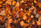 Kate Automne Feuille d'érable Rétro Sol Toile de fond conçue par Chain Photographie - Kate Backdrop FR