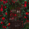 Kate Saint Valentin Roseraie Mystère Toile de fond pour la photographie - Kate Backdrop FR