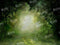 Kate Printemps Vert Jungle Forêt Toile de fond Conçu par Chain Photographie - Kate Backdrop FR