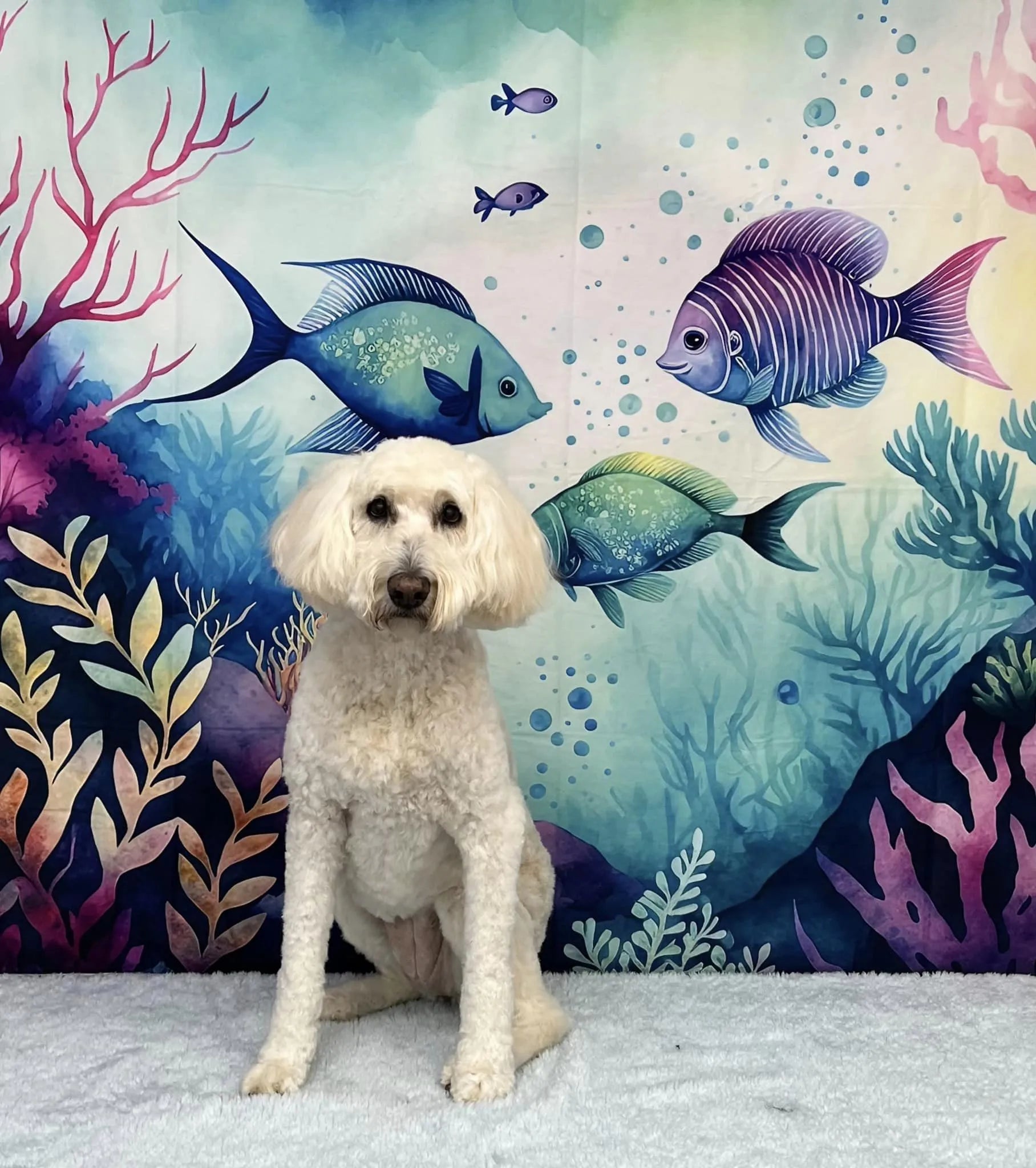 Kate Magique Mer Été Poissons Toile de fond Conçu par Patty Robert - Kate Backdrop FR