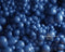 Kate Bleu Ballons Mur Toile de fond conçue par Mandy Ringe - Kate Backdrop FR
