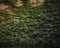 Kate Escalade Lierre Mur vert Toile de fond conçue par Mandy Ringe - Kate Backdrop FR