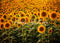 Kate Tournesols Jaune Été Toile de fond Conçu par Patty Robert - Kate Backdrop FR