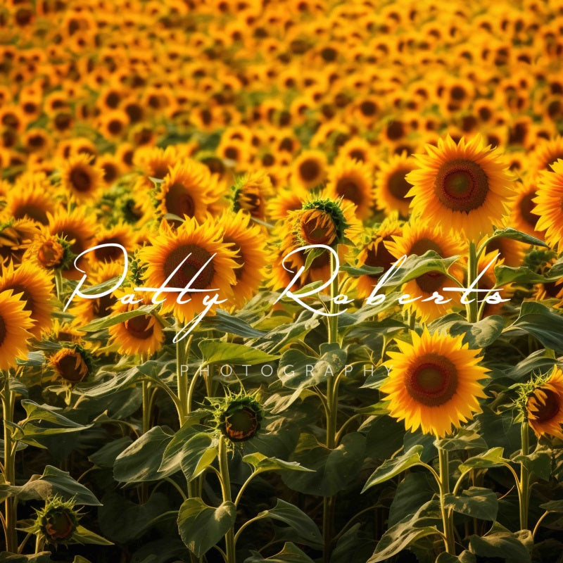 Kate Tournesols Jaune Été Toile de fond Conçu par Patty Robert - Kate Backdrop FR