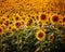 Kate Tournesols Jaune Été Toile de fond Conçu par Patty Robert - Kate Backdrop FR