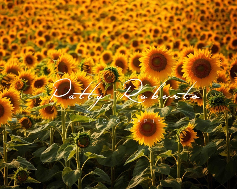 Kate Tournesols Jaune Été Toile de fond Conçu par Patty Robert - Kate Backdrop FR