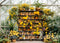 Kate Jaune Serre Bibliothèque École Toile de fond conçue par Mini MakeBelieve - Kate Backdrop FR
