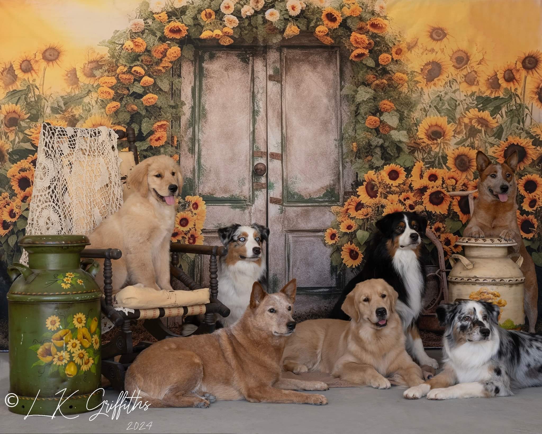 Kate Tournesol Automne Été Porte Jaune Toile de fond pour la photographie - Kate Backdrop FR