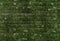 Kate Vert Mur de briques Sol Mousse Toile de fond pour la photographie - Kate Backdrop FR