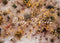 Kate Herbe séchée Prairie Sol Toile de fond Conçu par Patty Robert - Kate Backdrop FR