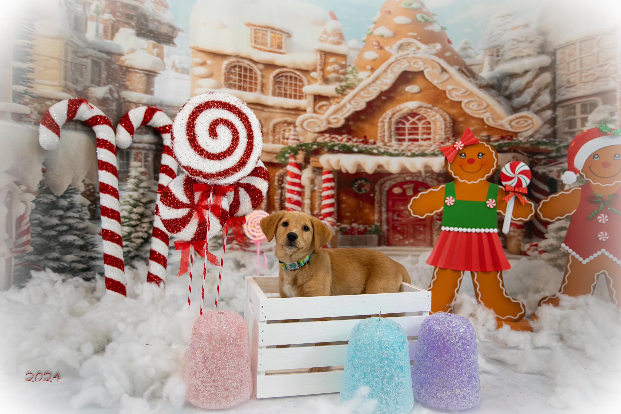 Kate Hiver Noël Ville de pain d'épice Toile de fond conçue par Chain Photographie - Kate Backdrop FR