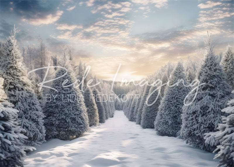 Kate Soleil du matin Neige Forêt Toile de fond conçue par Lidia Redekopp - Kate Backdrop FR