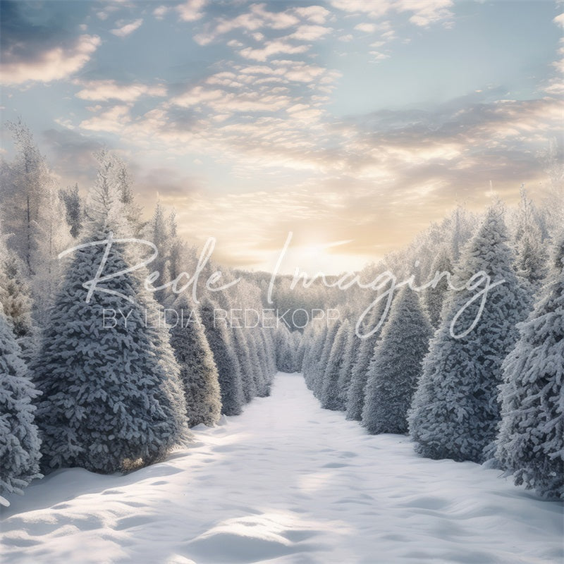 Kate Soleil du matin Neige Forêt Toile de fond conçue par Lidia Redekopp - Kate Backdrop FR