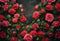 Kate Saint Valentin Roses rouges Toile de fond conçue par Chain Photographie - Kate Backdrop FR