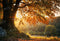 Kate Automne Grand arbre Feuilles Toile de fond pour la photographie - Kate Backdrop FR