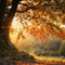 Kate Automne Grand arbre Feuilles Toile de fond pour la photographie - Kate Backdrop FR