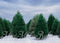 Kate Arbres de Noël Pin Neige Toile de fond conçue par Mini MakeBelieve - Kate Backdrop FR
