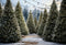 Kate Noël Extérieur Ferme des arbres Toile de fond pour la photographie - Kate Backdrop FR