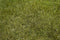Kate Printemps Herbe Vert Sol Toile de fond conçue par Kate Image - Kate Backdrop FR