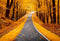 Kate Automne Feuilles Chemin Jaune Toile de fond conçue par Chain Photographie - Kate Backdrop FR