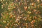 Kate Automne Feuilles mortes Prairie Sol Toile de fond conçue par Kate Image - Kate Backdrop FR