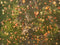 Kate Automne Feuilles mortes Prairie Sol Toile de fond conçue par Kate Image - Kate Backdrop FR
