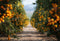 Kate Automne Chemin de terre Verger d’Orangers Toile de fond conçue par Chain Photographie - Kate Backdrop FR