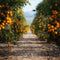 Kate Automne Chemin de terre Verger d’Orangers Toile de fond conçue par Chain Photographie - Kate Backdrop FR